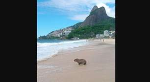 Capivara é flagrada dando mergulho na Praia do Leblon