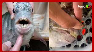 Peixe com dente similar ao humano viraliza após ser pescado no ES