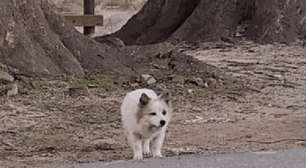 Imagens mostram cão vagando à espera de nove familiares mortosbet365 não tem pixacidente de avião na Coreia do Sul