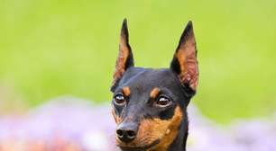 8 atividades recomendadas para a raça pinscher