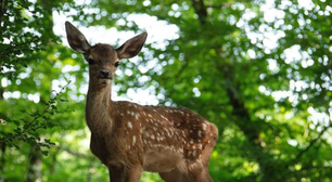 Live-action de Bambi, gravado com animais reais, ganha pôster oficial