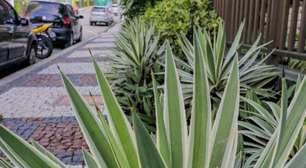 Está proibido cultivar plantas venenosas ou com espinhos em áreas públicas na cidade do Rio de Janeiro