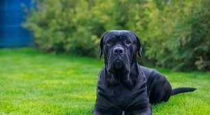 7 curiosidades sobre o cão de guarda cane corso