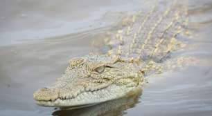 Menina de 5 anos morre após ser devorada por crocodilo na frente dos pais