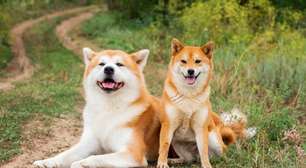 8 diferenças entre as raças akita e shiba inu