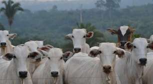 Brasil pode se tornar principal fornecedor global de carne bovina