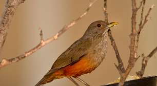 Calendário reúne eventos gratuitos para observar aves em SP