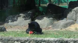 BioParque do Rio usa picolés para refrescar animais no calor