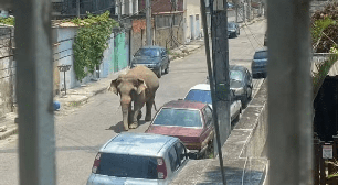 Imagem de elefante em Ricardo de Albuquerque intriga cariocas: real ou fake?