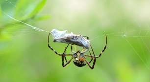 Pesquisa descobre que aranhas "sentem cheiro" com as patas