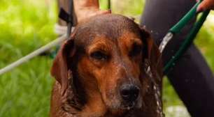 Fazenda Modelo realiza mutirão para refrescar animais no calor