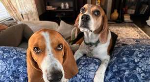 9 diferenças entre as raças beagle e basset hound