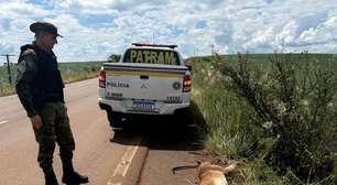 Onça-parda morre após ser atropelada em rodovia no norte do Rio Grande do Sul