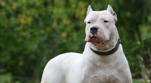 4 características do cachorro da raça dogo argentino