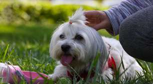 8 raças de cachorro se dão bem com pessoas de todas as idades: descubra o pet ideal para aumentar a família