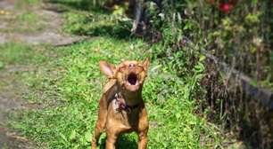 As 10 raças de cachorro mais barulhentas: prepare-se para ouvir muito latido se tiver um desses em casa