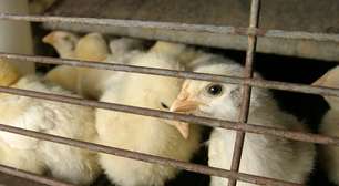 China suspende compra de frango do Brasil por gripe aviária, diz TV