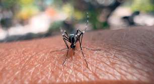 Como se proteger da dengue? Confira dicas para evitar a doença