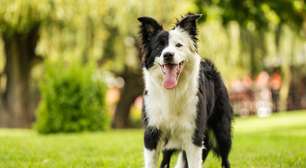 Essas 10 raças de cachorro fazem sucesso no Brasil e compartilham um traço de personalidade especial