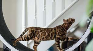 Essas 5 raças de gato adoram passear e explorar o mundo como verdadeiros aventureiros