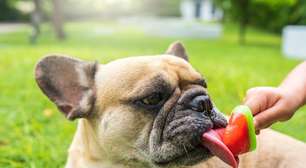 Adeus calor: esse picolé para cachorro vai salvar seu pet nos dias quentes (receita fácil e aprovada!)
