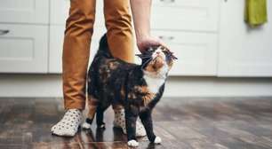 Comportamento dos gatos: entenda cada gesto do seu felino