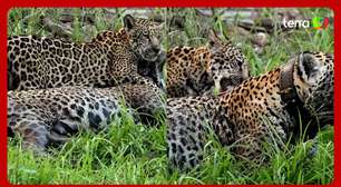 Onça-pintada protagoniza momento 'fofura' com filhote em tarde no Pantanal