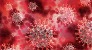 Cientistas descobrem novo coronavírus em morcegos brasileiros com traço similar ao vírus da covid