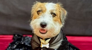 Cachorrinha de 'Ainda Estou Aqui' entra no clima do Oscar e aparece vestida para cerimônia