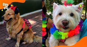 BloCão do Totó anima tutores e animais