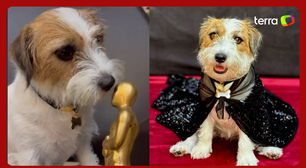 Cachorrinha de 'Ainda Estou Aqui' aparece vestida para o Oscar e farejando estatueta: 'Celebrar'