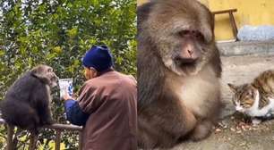 Xing Xing: conheça a macaca tibetana que vive, com um gato, no templo budista