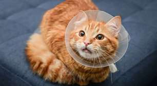 Esporotricose: conheça as causas e como proteger o seu gato