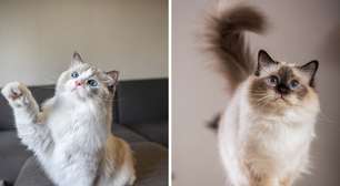 8 diferenças entre as raças de gato birmanês e ragdoll