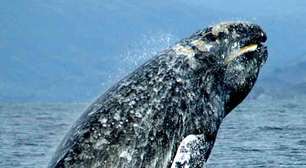 Baleia-cinzenta é vista no Oceano Atlântico depois de dois séculos
