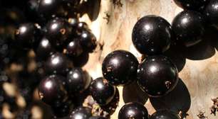 Cascas da jabuticaba têm potentes antioxidantes; aproveite
