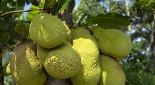 Jaca: Consistência de maior fruta de árvore do mundo dá saciedade