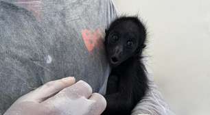 Filhote de macaco-aranha em extinção nasce no BioParque do Rio e já pode ser visitado