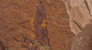 Pesquisadores descobrem fóssil de nova espécie de mosca
