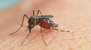 Porto Alegre tem um óbito e mais de mil casos de Dengue em 2025