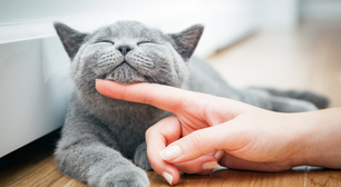 Você sabia? Gatos ignoram voz de quem não é seu tutor