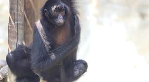 BioParque do Rio apresenta Bebel, filhote de macaco-aranha-da-cara-preta ameaçado de extinção