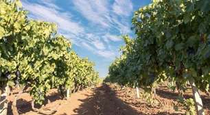 Enoturismo: 10 dos Melhores Destinos de Vinho do Mundo
