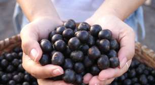 Ranking mundial: Açaí é apontada como sétima melhor fruta