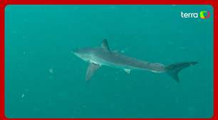 Tubarão em risco de extinção é visto no mar de Ipanema, no Rio de Janeiro