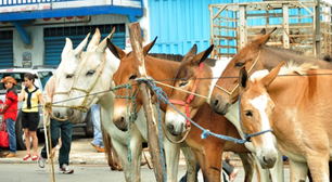 Cavalgada de Muares percorre Centro de Goiânia nesta quinta-feira (27)