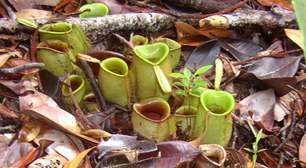 Graciosas, mas letais: veja plantas que são carnívoras
