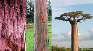 Espetáculo natural: As árvores mais belas do mundo