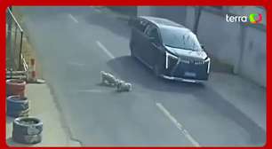 Cães trabalham juntos e salvam cachorrinho atropelado por carro na China