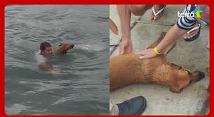 Homem pula de balsa no mar e resgata cachorro que estava à deriva no litoral de SP